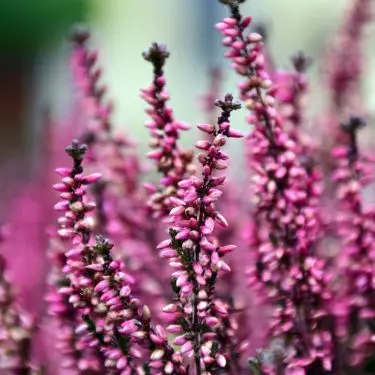 Sådan får du succes med lyng i haven